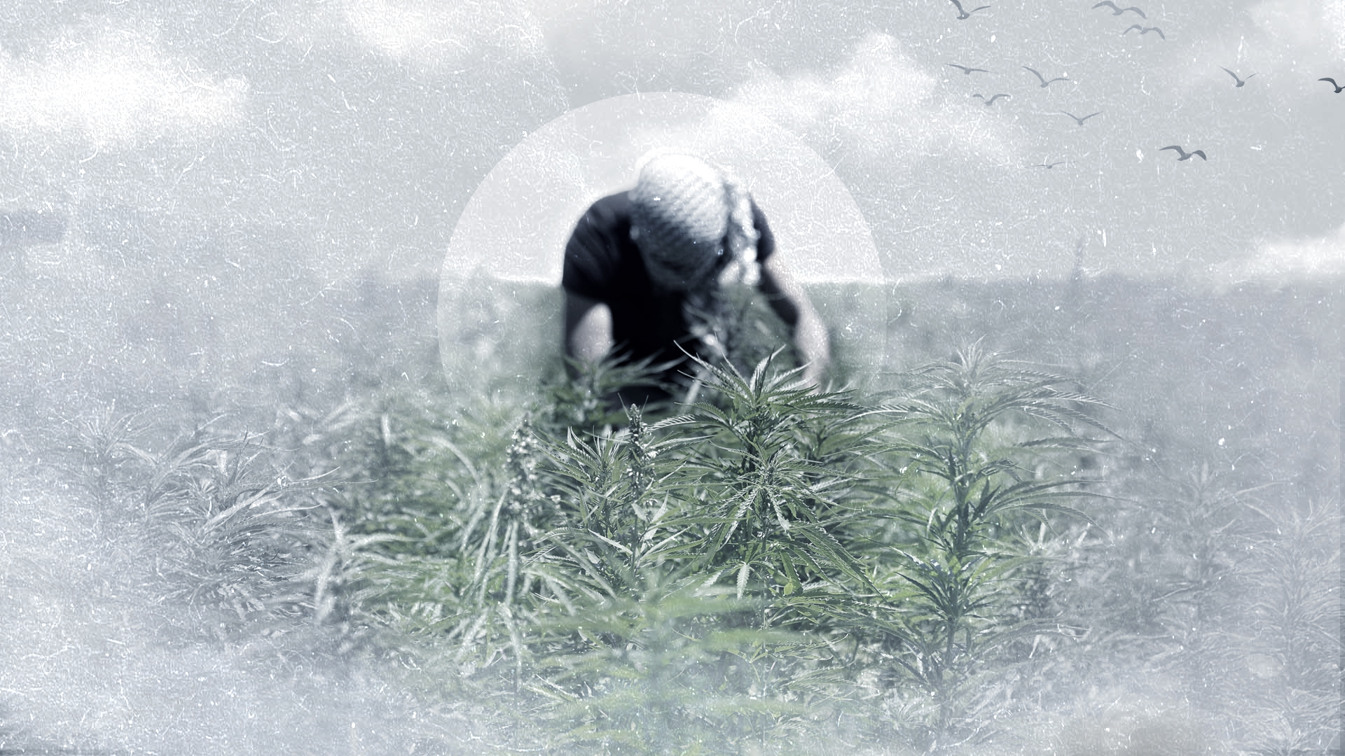 الحشيش مرة أخرى.. من سيتحكم بـ”ذهب” لبنان الأخضر؟